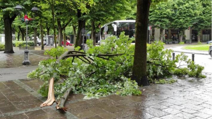 Salso, crollato un grosso ramo in viale Romagnosi