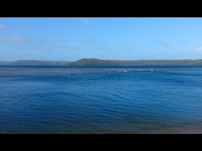 Settanta balene spiaggiate in Tasmania, soccorsi in atto
