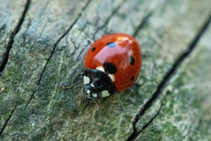 Nuova iniziativa "Album della natura: parole e immagini"