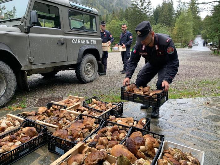 &laquo;I funghi sequestrati? Vengono distrutti&raquo;