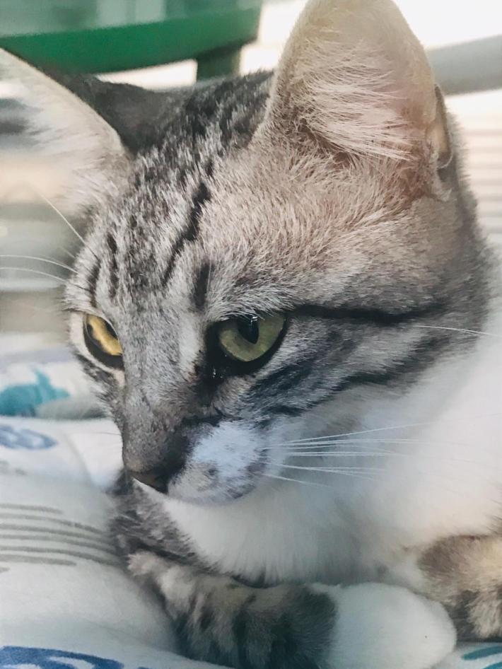 Gattina respinta al canile, &egrave; polemica