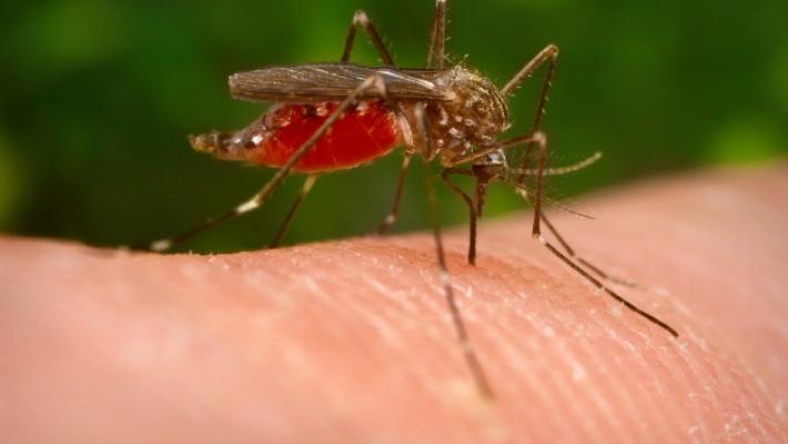 West Nile, il virus &egrave; arrivato a Parma. Gli avvertimenti dell'Ausl