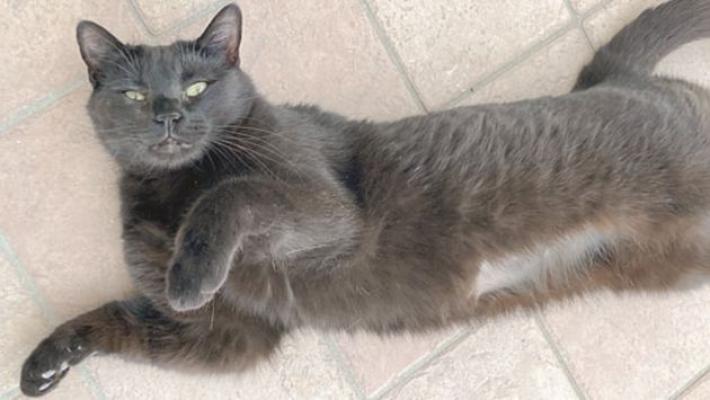 Salsomaggiore: il mistero della gatta Kefla, chi l'ha vista?