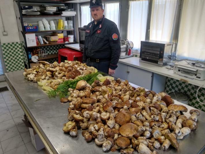 Funghi sequestrati, ce n'erano anche 4 velenosi