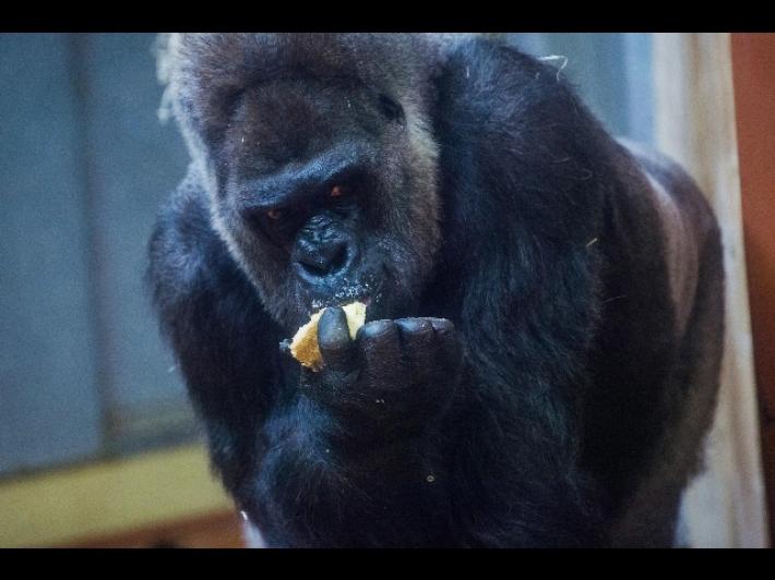 Gorilla attacca una guardiana allo zoo di Madrid, &egrave; grave