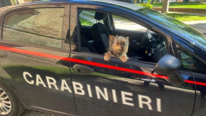 Spruzza spray urticante al cane: denunciato un sansecondino