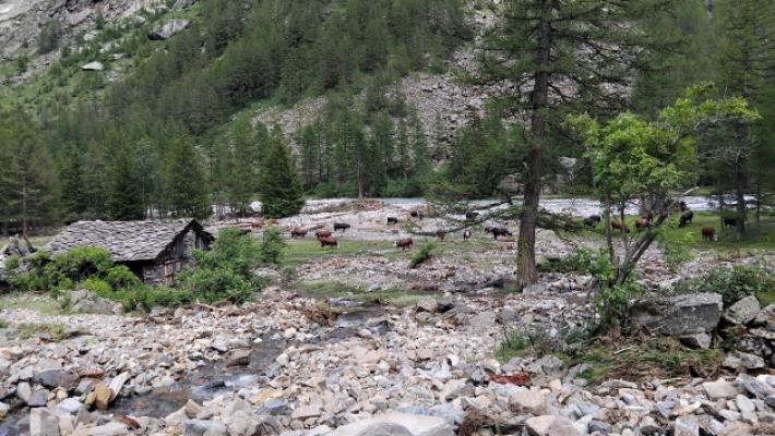 Il parmigiano Alberto Stefanini: &laquo;Quella notte da incubo a Cogne: la pioggia ha distrutto tutto il nostro lavoro&raquo;
