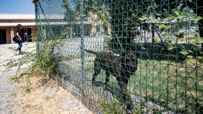 Canile, il Comune annuncia un bando per la nuova gestione