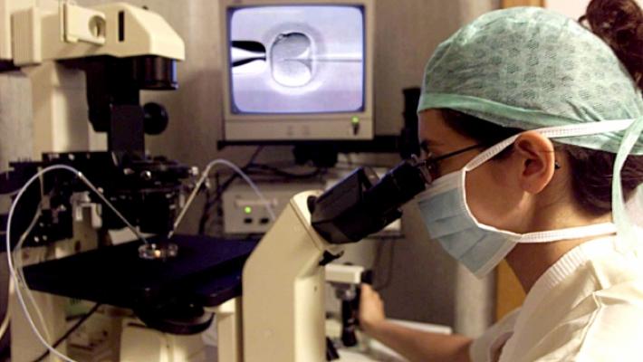 Scienziati di Parma in campo per il trapianto di rene del maiale