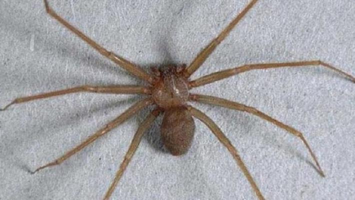 Ragno violino, i segreti del coinquilino velenoso