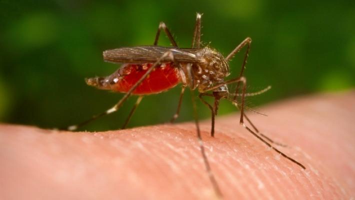 West Nile, due morti a Parma