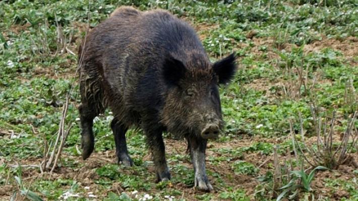 Collecchio, fa una passeggiata all'alba: inseguito da due cinghiali