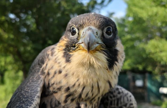Rientra da Dubai con 2 rari esemplari di "Falco Pellegrino": denunciato
