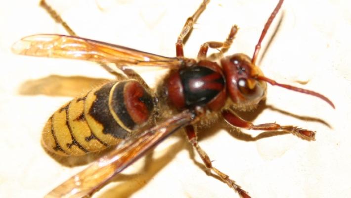 Punto da un calabrone: finisce in ospedale