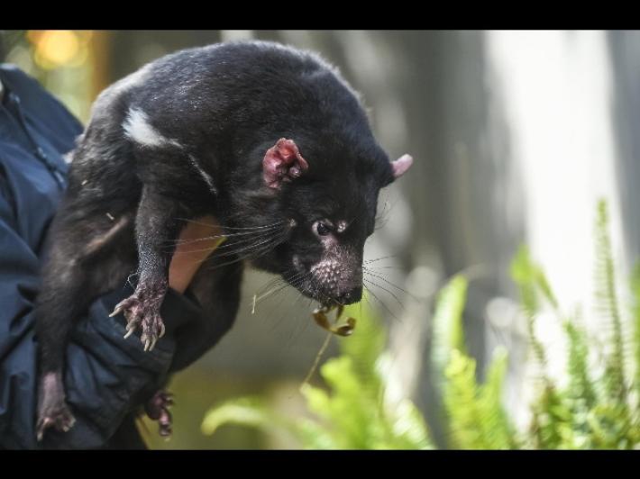 I diavoli della Tasmania tornano in Australia dopo 3.000 anni