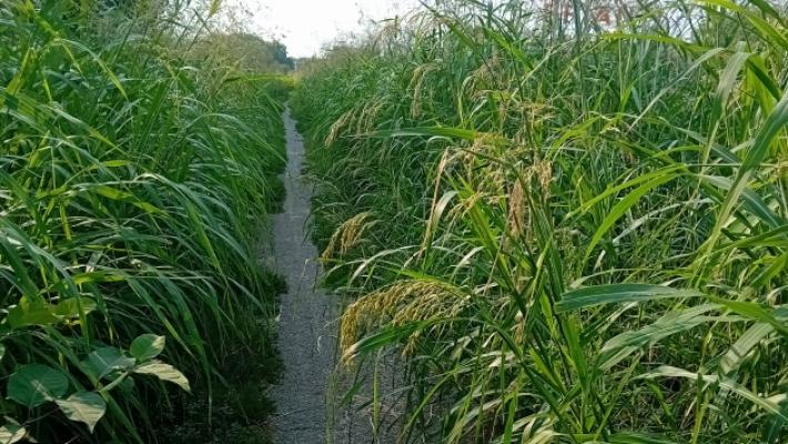 C'era una volta la pista ciclabile per Baganzola