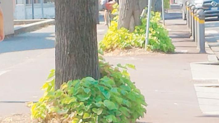 Vignali: &laquo;Piste ciclabili indecorose. Non viene fatta la manutenzione&raquo;