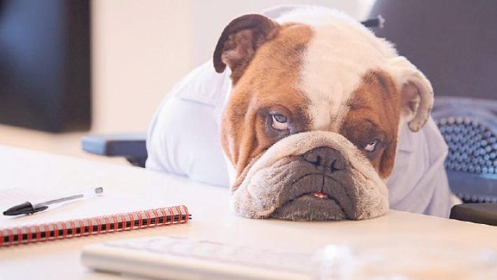 Anche gli animali soffrono per la fine delle vacanze