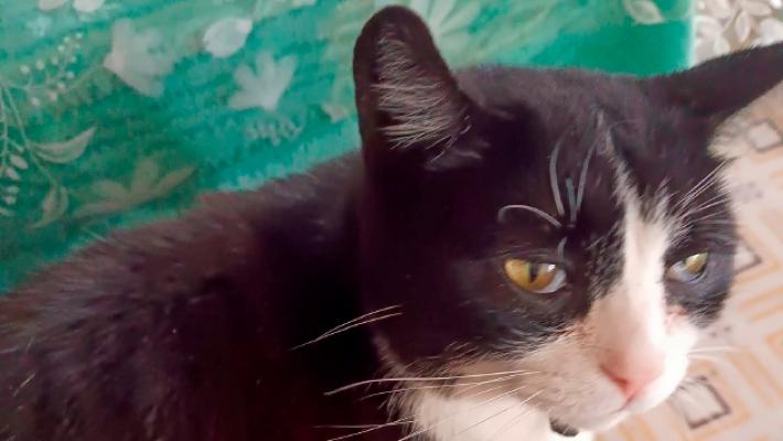 Allarme a Barbiano: spariti dei gatti domestici