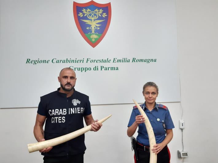 Sequestrate dai Carabinieri due zanne d&rsquo;avorio di elefante al Mercanteinfiera