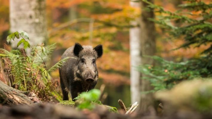 Peste suina, stop alla caccia al cinghiale