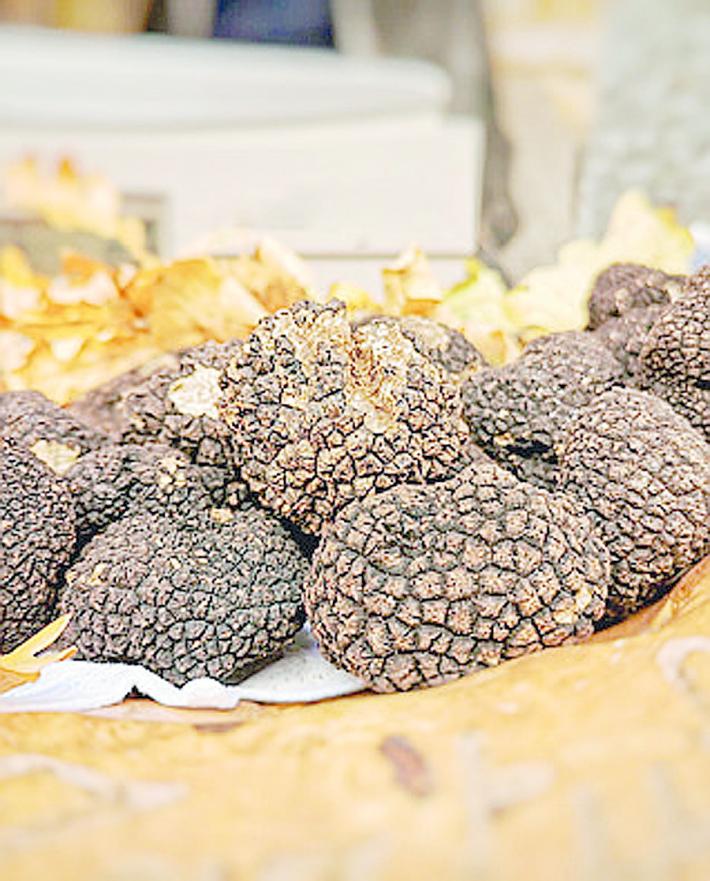 La  Fiera del tartufo di Fragno non si arrende:  domenica si comincia