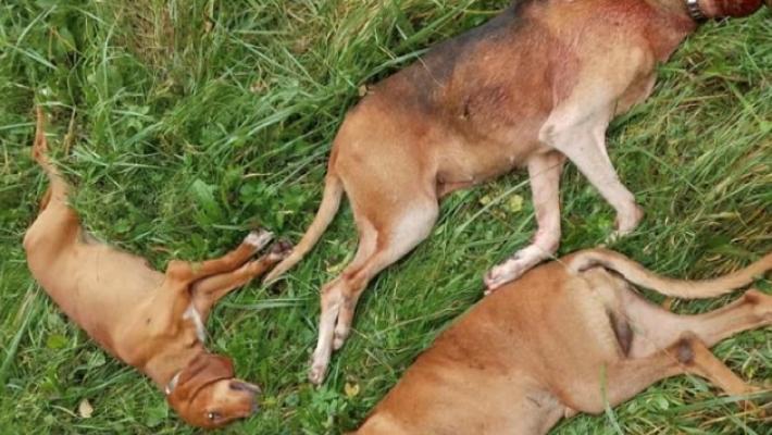 Sei cani uccisi dai lupi in pochi giorni