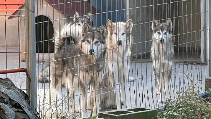 Trovati 50 cani di razza e cuccioli in un allevamento della Bassa Parmense: un piccolo morto e altri feriti