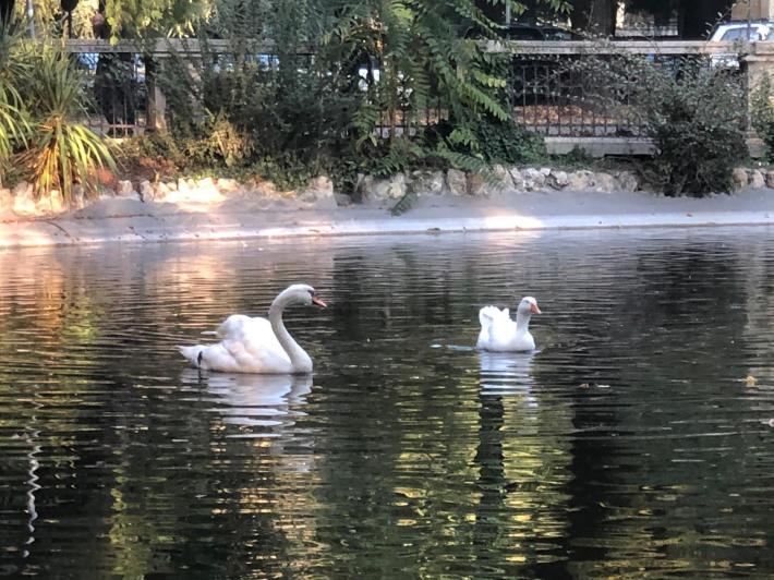 Salso, il cigno Pippo &egrave; tornato nel laghetto. E si &egrave; portato la fidanzata