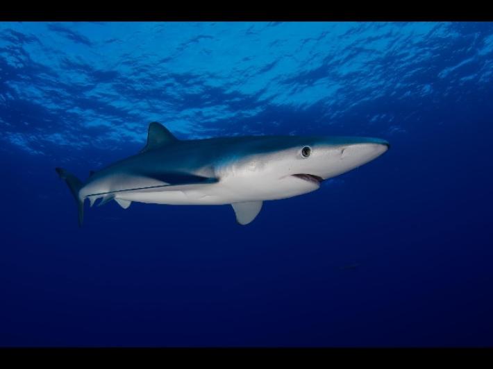 Ragazza di 20 anni morsa a una gamba da uno squalo nel porto di Sydney: &egrave; grave