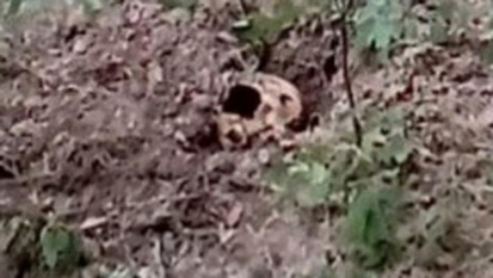 Borgotaro, il teschio trovato nei boschi non &egrave; di Florentina