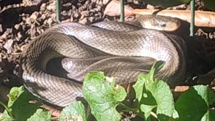 Berceto, trova un serpente Saettone in giardino