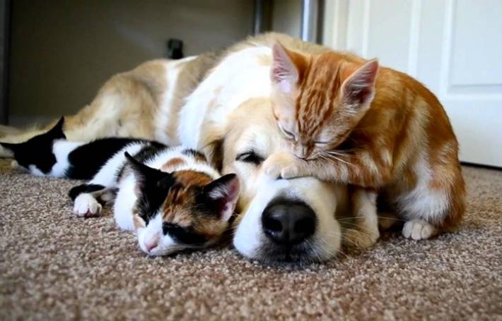 Pet food a Mamiano, presto il nuovo impianto