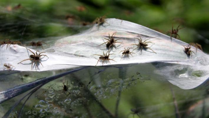 Maxi ragnatele, parla l'esperto: &laquo;Servono ai ragni per migrare&raquo;