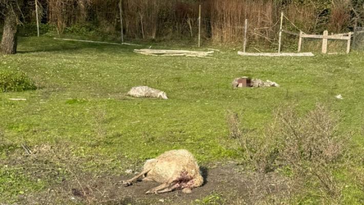 Lupi, predato un intero gregge di pecore