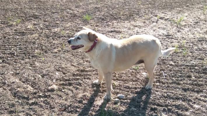 Nuovi attacchi dei lupi, altri quattro cani uccisi. L'ultimo caso &egrave; quello di Neve