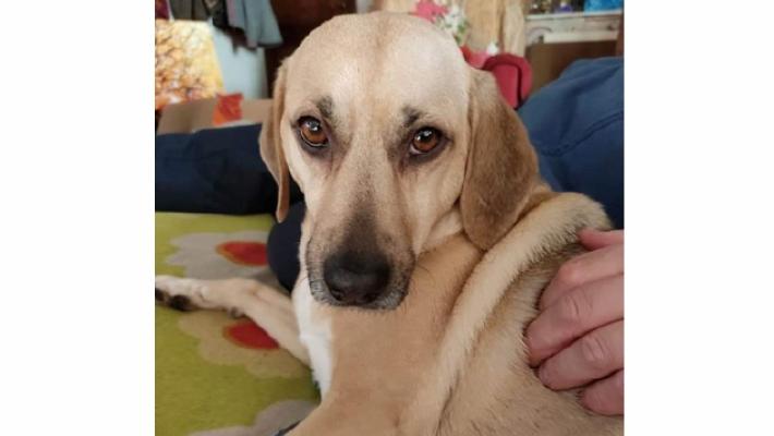 Un altro cane sbranato dai lupi