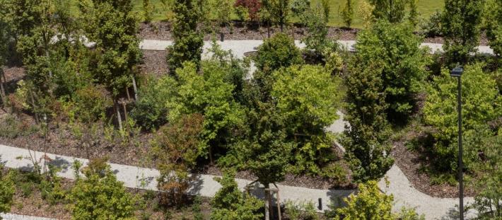 KilometroverdeParma: Boschi perenni in eredit&agrave; ai posteri