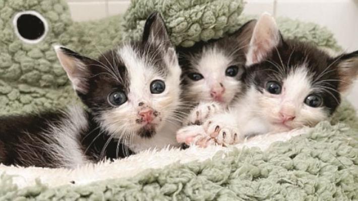 Gattini abbandonati e salvati
