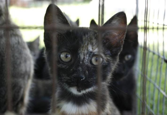 Sospetta gastroenterite virale felina: chiusura temporanea del gattile comunale