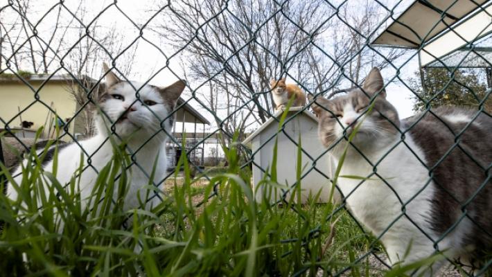 Vignali e Osio: &laquo;Animali non curati nei gattili comunali&raquo;. Lavagetto: &laquo;Giudizi impropri&raquo;