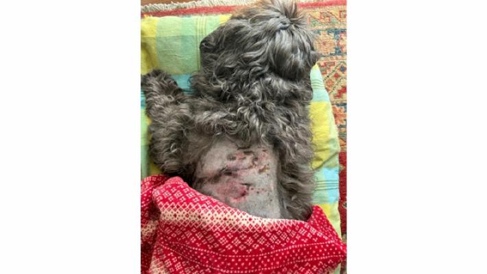 &laquo;Il mio Zorro aggredito da un altro cane senza il guinzaglio&raquo;