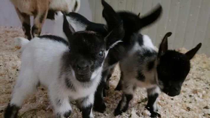 Basilicanova, il mistero delle tre caprette scomparse nel nulla