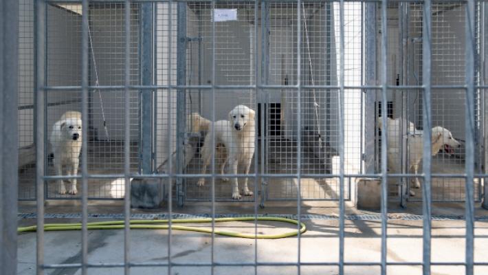 Ade, la gestione del canile sar&agrave; fino al 2030. Fondi per 2,8 milioni