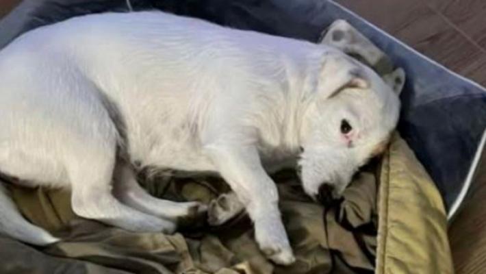 Rubato un jack russell