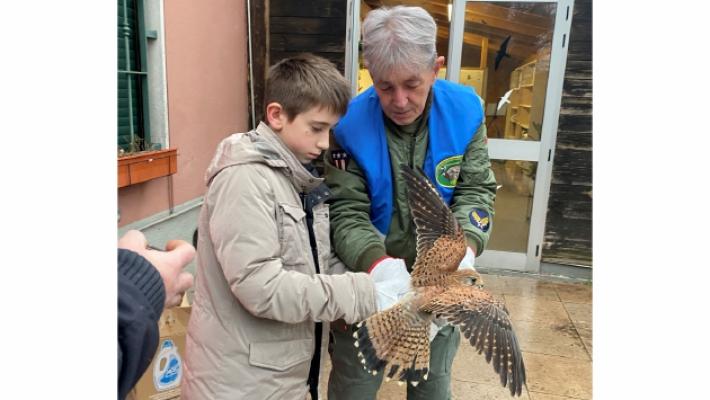 Oasi Lipu, il gheppio e il suo &laquo;liberatore per caso&raquo;