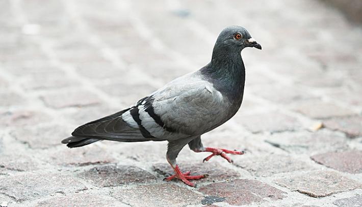 Ritrovato, dopo 110 anni, il messaggio di un piccione viaggiatore