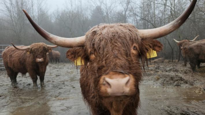 Dalla Scozia con amore: Marco Borella alleva gli Highlander sull'Appennino