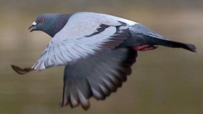 Settantenne assolto dall'accusa di &laquo;piccionicidio&raquo;