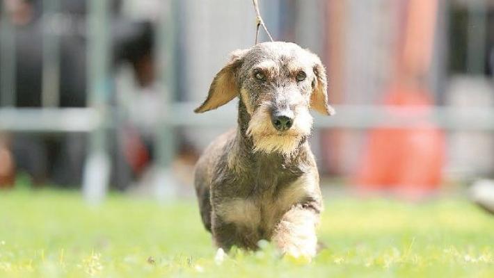 Intelligente e instancabile: bassotto, che passione